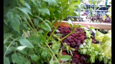 March 1st Aquaponics Video Update