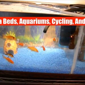 Media Bed, Aquariums, Cycling, and Feeding | ATAG