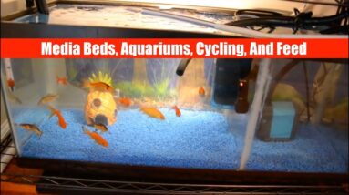 Media Bed, Aquariums, Cycling, and Feeding | ATAG