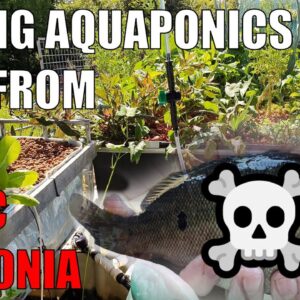 Handling Ammonia Spikes in Your Aquaponics System | Avoiding Fish Deaths ☠