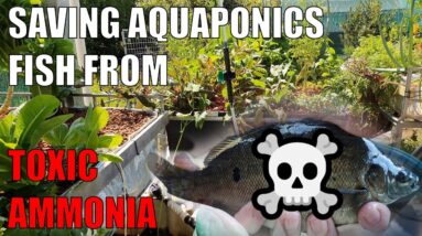 Handling Ammonia Spikes in Your Aquaponics System | Avoiding Fish Deaths ☠