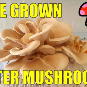 Growing Mushrooms on Cat Litter  - How We Make then Feed Fruiting Bags For a 2nd Harvest