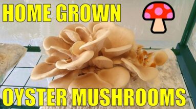 Growing Mushrooms on Cat Litter  - How We Make then Feed Fruiting Bags For a 2nd Harvest