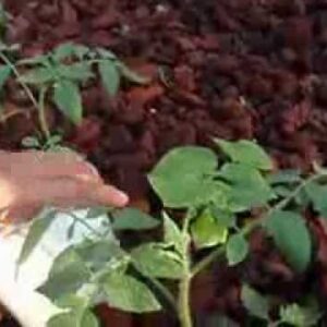 New plants in the Aquaponic System 9-1-13