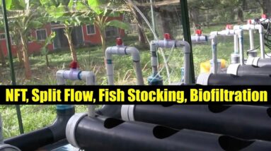 NFT, Split Flow, Fish Stocking, Biofiltration | ATAG