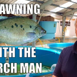 Jade Perch Spawning & Raising Fingerlings with The Perch Man 🐟 | An Aquaponics Must See Video