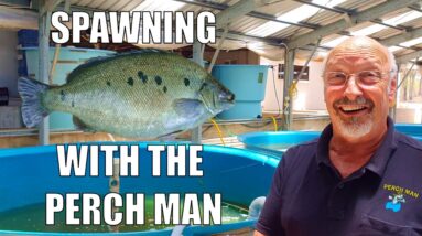 Jade Perch Spawning & Raising Fingerlings with The Perch Man 🐟 | An Aquaponics Must See Video