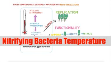 Nitrifying Bacteria Temperature | Ask The Aquaponics God Ep 16