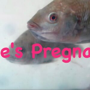 Our First Pregnant Tilapia! | The Aquaponics God Ep.24