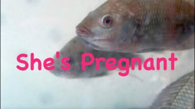 Our First Pregnant Tilapia! | The Aquaponics God Ep.24