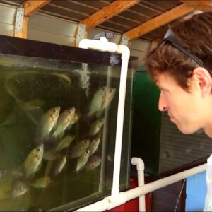 Paul Gets A Quick Tour | The Aquaponics God Ep.37