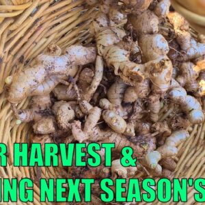 Perennial Ginger Harvest & Planting out Next Seasons Crop