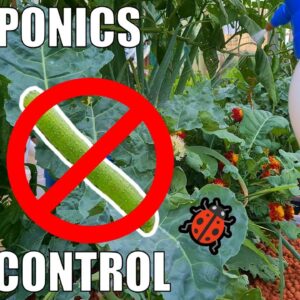 Pest Control in Aquaponics | Organic Methods