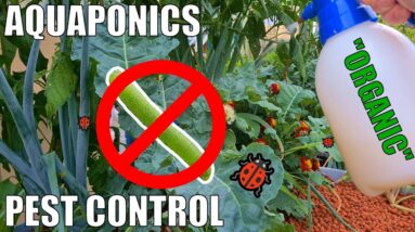 Pest Control in Aquaponics | Organic Methods