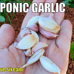 Planting Garlic In Aquaponics + Live Chat & Q&A