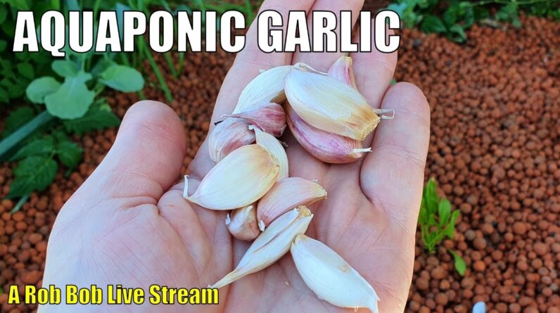 Planting Garlic In Aquaponics + Live Chat & Q&A