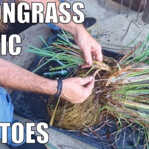 Planting Garlic & Potatoes, Dividing Lemongrass & Wicking Garden Round Up