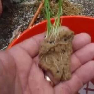 Planting Onion Chives Part I & II