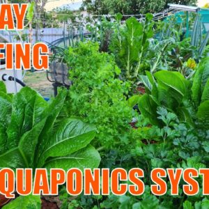 Preparing Our Aquaponics System for a Week Long Holiday