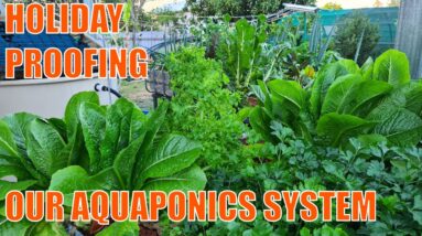 Preparing Our Aquaponics System for a Week Long Holiday