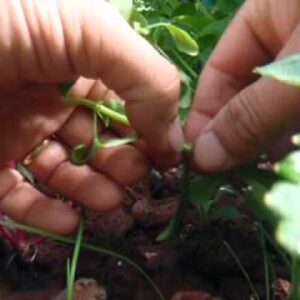 Propagating Stevia in Aquaponics - Hydroponics