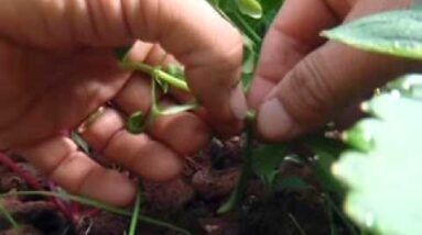 Propagating Stevia in Aquaponics - Hydroponics