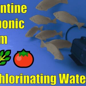 Aquaponics Quarantine System for New Fish & Dechlorinating Water with Ascorbic Acid