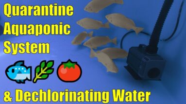 Aquaponics Quarantine System for New Fish & Dechlorinating Water with Ascorbic Acid