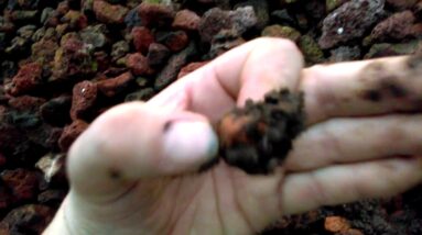 Red Wigglers at True Aquaponics