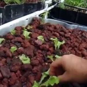 Safe Simple Planting of Seedlings in Aquaponic Lava Rock