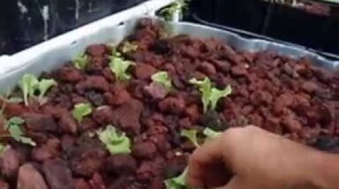 Safe Simple Planting of Seedlings in Aquaponic Lava Rock