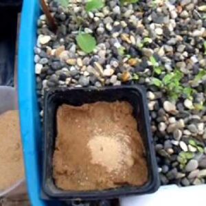 Sand Wicking for Seedling Starts