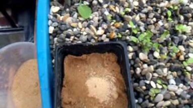 Sand Wicking for Seedling Starts