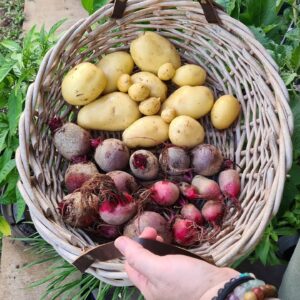 Small Potato Harvest & Mini Update On the Backyard