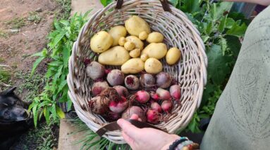 Small Potato Harvest & Mini Update On the Backyard