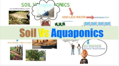 Soil vs Aquaponics