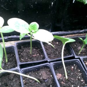 Spaghetti Squash Update Part 3 at True Aquaponics