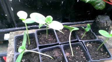 Spaghetti Squash Update Part 3 at True Aquaponics