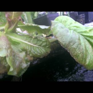 Sprouting Seeds In GrowGrips At True Aquaponics In DWC