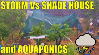 Storm Vs Shade House & Aquaponics