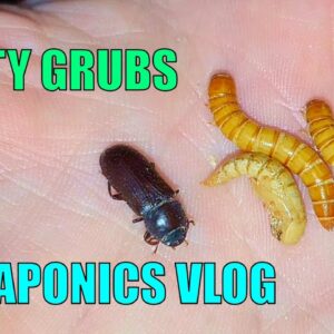 Tasty Grubs & Aquaponics - Mid February Vlog