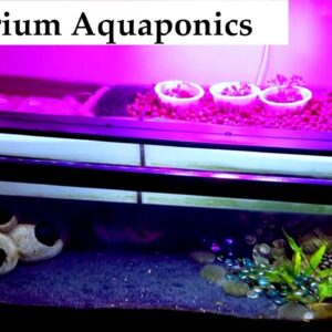 The First Lady's System Review | Ask The Aquaponics God