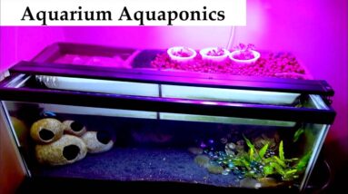 The First Lady's System Review | Ask The Aquaponics God