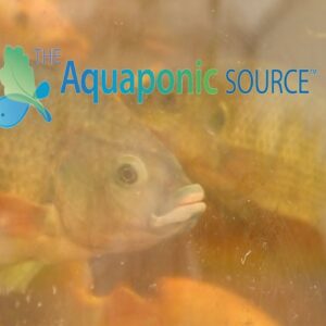 The Proper Way to Feed Your Fish In a Aquaponic Farm.