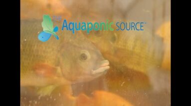 The Proper Way to Feed Your Fish In a Aquaponic Farm.