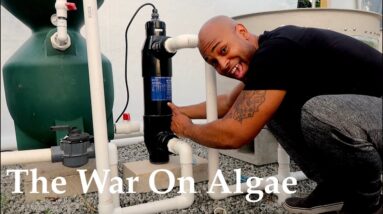 The War On Algae In Aquaponics | The Aquaponics God Ep.44