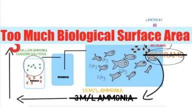 Too Much Biological Surface Area | Ask The Aquaponics God Ep22