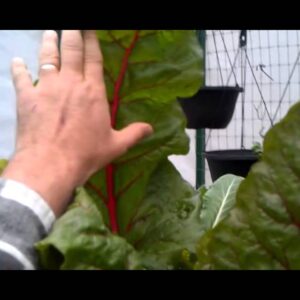 Toscano or Tuscan Kale in Aquaponics