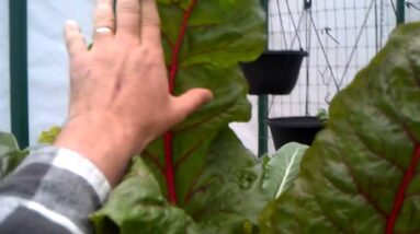 Toscano or Tuscan Kale in Aquaponics