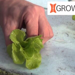 Introducing GrowGrip! A great new choice for deep-water culture (DWC) rafts